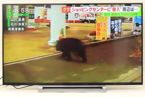 TOSHIBA REGZA 50RZ630X 4K液晶TV 50インチ 2019年製 レグザ純正 外付USBハードディスク 2TB付の買取り品の画像